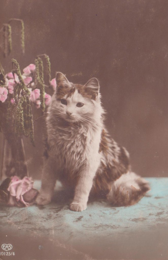 Carte postale Grande Guerre, Camille Dunod, Machault